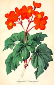 Begonia. This one is a mystery. The first Begonia of this type reached England in 1864. The name is not valid. Perhaps the Germans were working with them first. Deutsches Magazin für Garten- und Blumenkunde; Stuggart, G. Weise. (1855). Free illustration for personal and commercial use.
