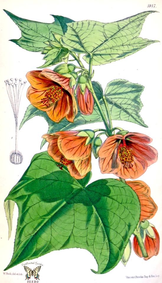 Abutilon darwinii. Flower color varies from yellow to orange to scarlet, usually with darker veins. Evergreen, branching, shrubs 8-10 feet tall. Attracts hummingbirds. Native to Brazil. (1871) [W.H. Fitch]