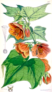 Abutilon darwinii. Flower color varies from yellow to orange to scarlet, usually with darker veins. Evergreen, branching, shrubs 8-10 feet tall. Attracts hummingbirds. Native to Brazil. (1871) [W.H. Fitch]. Free illustration for personal and commercial use.