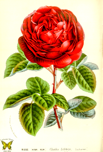 Rose Charles Lefèbvre. Large flowers with fine fragrance, on shapely shrubs with long, arching canes. Repeat bloom is reliable. (circa 1862-65). Free illustration for personal and commercial use.