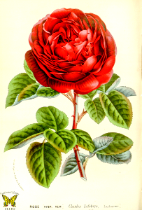 Rose Charles Lefèbvre. Large flowers with fine fragrance, on shapely shrubs with long, arching canes. Repeat bloom is reliable. (circa 1862-65)