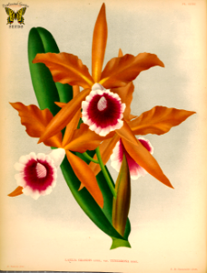 Cattleya grandis var. tenebrosa (as Laelia grandis tenebrosa). Free illustration for personal and commercial use.