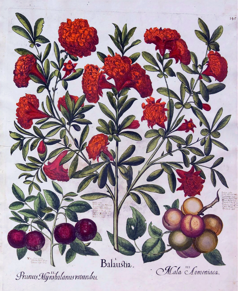 Sweet cherry (Prunus avium), Pomegranate (Punica granatum), and apricot (Prunus armeniaca). Bessler, Basilius, Hortus Eystettensis, vol. 2: Ordo collectarum arborum et fruticum aestivalium, t. 145, (1640) [B. Bessler]