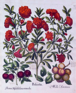 Sweet cherry (Prunus avium), Pomegranate (Punica granatum), and apricot (Prunus armeniaca). Bessler, Basilius, Hortus Eystettensis, vol. 2: Ordo collectarum arborum et fruticum aestivalium, t. 145, (1640) [B. Bessler]