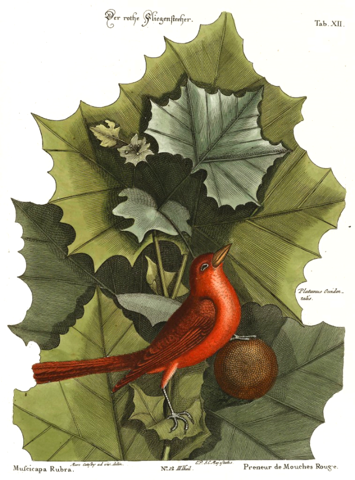 American sycamore (Platanus occidentalis) with Summer Redbind. Catesby, M., The natural history of Carolina, Florida, and the Bahama Islands, vol. 1, t. 56 (1754)