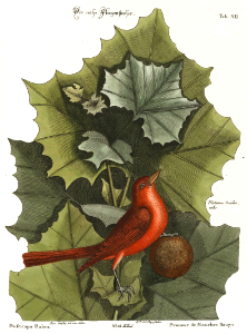 American sycamore (Platanus occidentalis) with Summer Redbind. Catesby, M., The natural history of Carolina, Florida, and the Bahama Islands, vol. 1, t. 56 (1754)