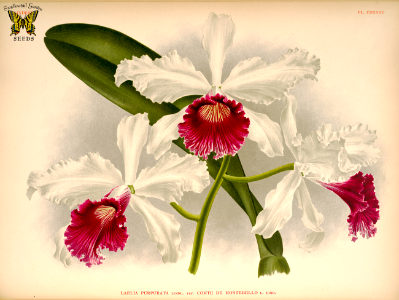 Cattleya purpurata var. Compte de Montebellow (as Laelia purpurata var. Compte de Montebello). Lindenia - iconography of orchids vol. 8 (1894). Free illustration for personal and commercial use.
