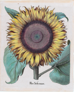 Sunflower. Helianthus annuus. Bessler, Basilius, Hortus Eystettensis, vol. 2, Quintus ordo collectarum plantarum aestivalium, t. 206 (1640)