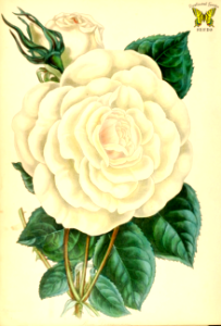 Rosa 'Devoniensis' Extremely fragrant, ivory colored flowers with centers tinted pink, pale yellow, or beige, depending on the weather. A cross of Smith's Yellow China, and Park's Yellow Tea-scented China, introduced in 1838. (1839). Free illustration for personal and commercial use.
