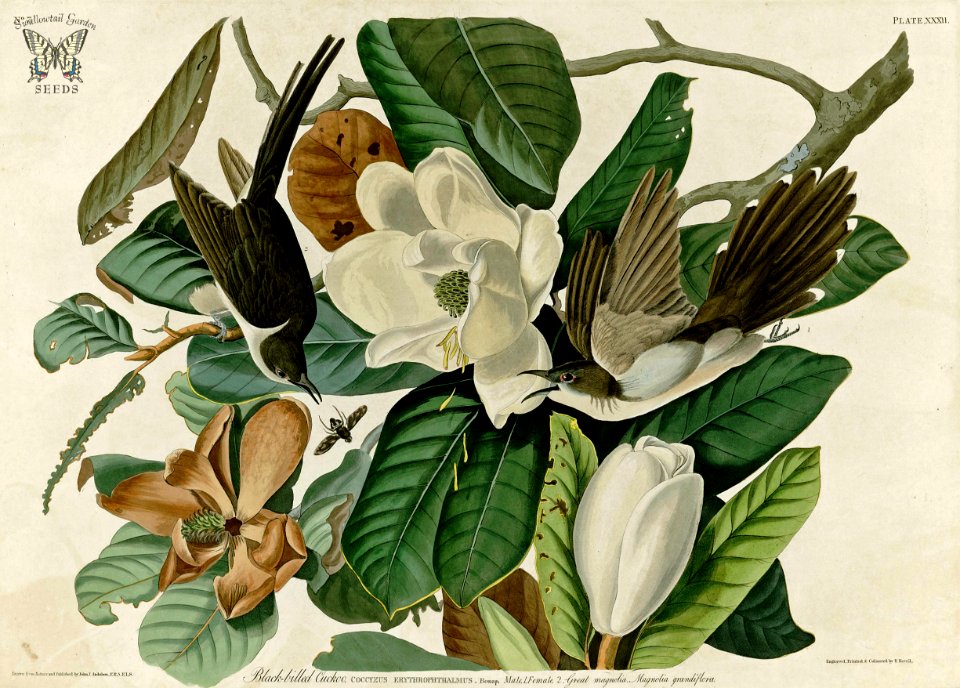 Southern Magnolia, Magnolia grandiflora with Black-Billed Cuckoo. Birds of America [double elephant folio edition], Audubon, J.J.,  (1826-1838) [J.J. Audubon]