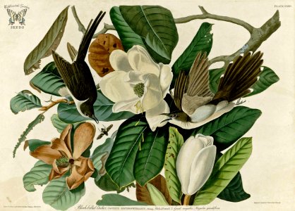 Southern Magnolia, Magnolia grandiflora with Black-Billed Cuckoo. Birds of America [double elephant folio edition], Audubon, J.J., (1826-1838) [J.J. Audubon]. Free illustration for personal and commercial use.