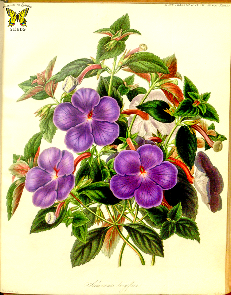 Cupid's bower, magic flower. Achimenes longiflora. Perennial plants produce 2 inch, violet-blue flowers summer to fall. Deep green leaves, marked red underneath. Transactions of the royal horticultural society of London, (1842) [S.A. Drake]