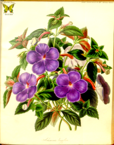 Cupid's bower, magic flower. Achimenes longiflora. Perennial plants produce 2 inch, violet-blue flowers summer to fall. Deep green leaves, marked red underneath. Transactions of the royal horticultural society of London, (1842) [S.A. Drake]