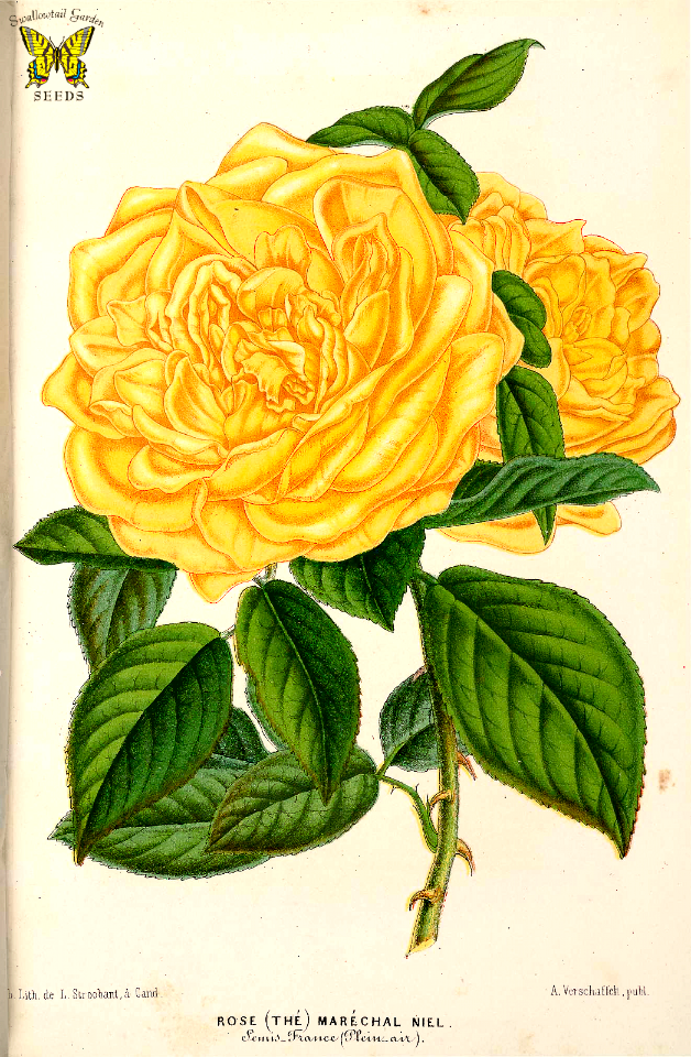 Tea Rose 'Maréchal Niel' (1866)