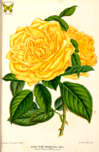 Tea Rose 'Maréchal Niel' (1866)