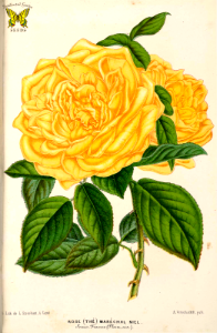 Tea Rose 'Maréchal Niel' (1866). Free illustration for personal and commercial use.