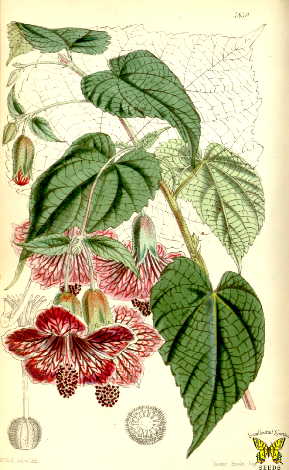 Abutilon insigne. Unusual, and striking. The large flowers, white at their base, are so richly veined in deep crimson, little of the white can be seen. Petal reverses are more delicately veined. Can grow as a shrub, or a vine.  (1855) [W.H. Fitch]