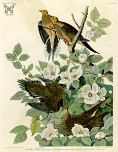 Silky Camellia, Stuartia malachodendron with Carolina Turtle Dove. Birds of America [double elephant folio edition], Audubon, J.J., (1826-1838) [J.J. Audubon]. Free illustration for personal and commercial use.