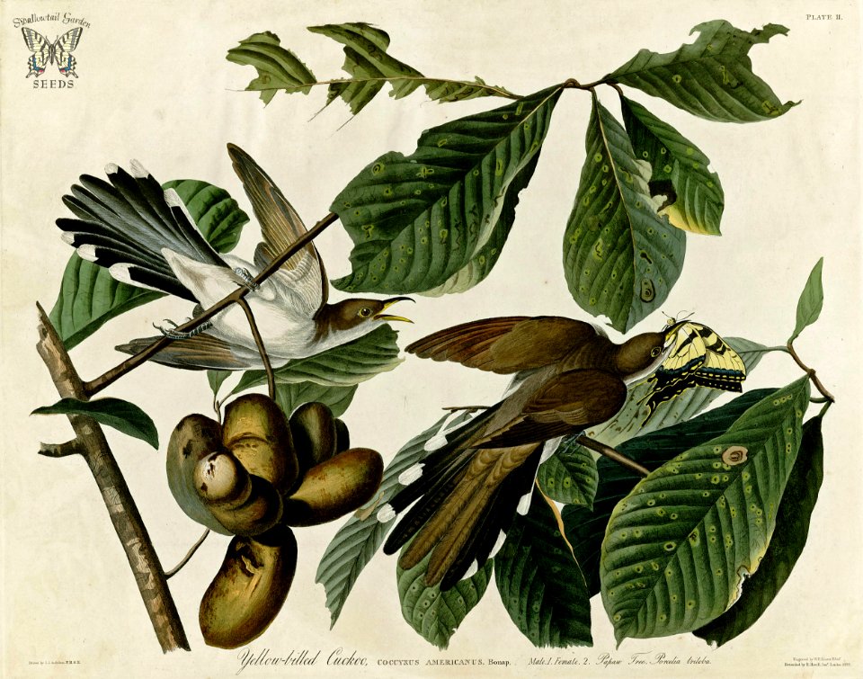 Paw paw, Asimina triloba with Yellow-Billed Cuckoo. Birds of America [double elephant folio edition], Audubon, J.Yellow-Billed CJ.,  (1826-1838) [J.J. Audubon]