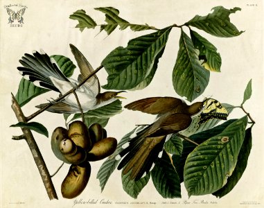 Paw paw, Asimina triloba with Yellow-Billed Cuckoo. Birds of America [double elephant folio edition], Audubon, J.Yellow-Billed CJ., (1826-1838) [J.J. Audubon]. Free illustration for personal and commercial use.