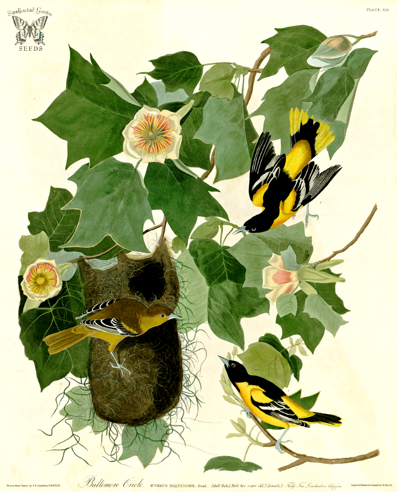 Tulip Tree, Liriodendron tulipifera with Baltimore Oriole. Birds of America [double elephant folio edition], Audubon, J.J.,  (1826-1838) [J.J. Audubon]