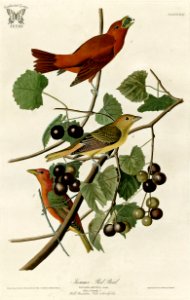 Muscadine, Vitis rotundifolia with Summer Red Bird. Birds of America [double elephant folio edition], Audubon, J.J., (1826-1838) [J.J. Audubon]. Free illustration for personal and commercial use.