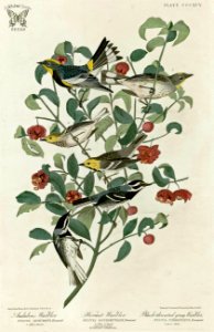 Strawberry Bush, Euonymus americanus with Warblers. (Audubon, Hermit, and Black-Throated Gray). Birds of America [double elephant folio edition], Audubon, J.J.,  (1826-1838) [J.J. Audubon]
