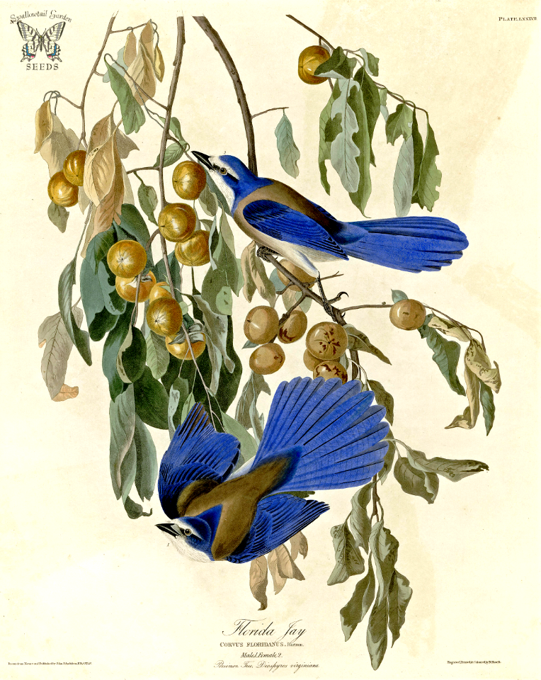 Florda Jay in American Persimmon (Diospyros virginiana) Birds of America [double elephant folio edition], Audubon, J.J., (1826-1838) [J.J. Audubon]. Free illustration for personal and commercial use.