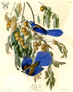 Florda Jay in American Persimmon (Diospyros virginiana) Birds of America [double elephant folio edition], Audubon, J.J.,  (1826-1838) [J.J. Audubon]