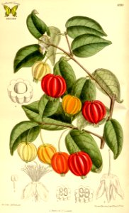 Surinam cherry. Eugenia uniflora. Produces 1 -1.5 inch, ribbed fruits. They begin green,  then ripen through shades of orange, scarlet, and maroon. (1915)