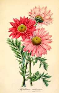 Painted Daisy (Tanacetum coccineum). Houtte, L. van, Flore des serres et des jardin de l’Europe, vol. 9: 155 t. 917 (1853). Free illustration for personal and commercial use.
