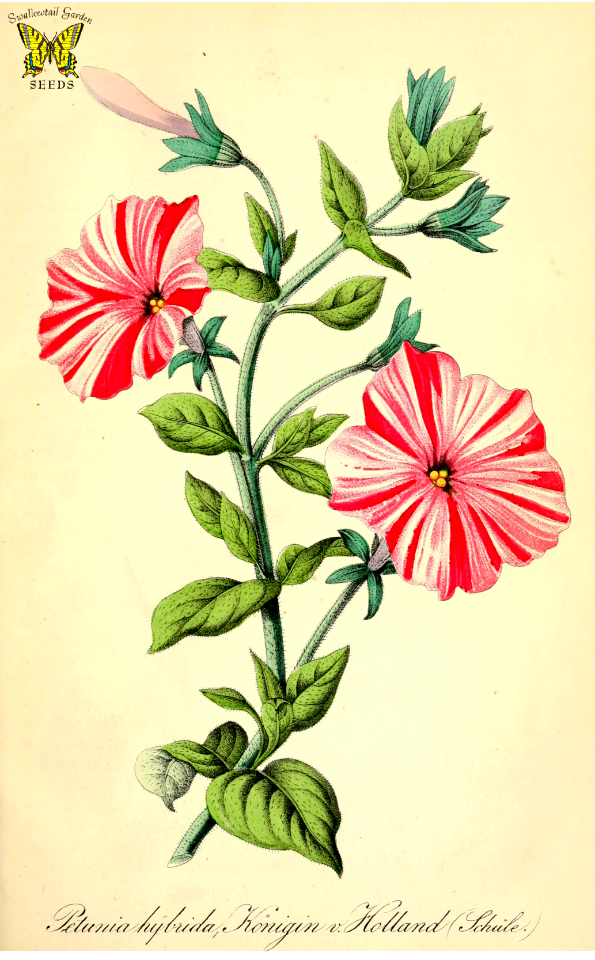 Petunia hybrida, Konigin v. Holland. Lovely, large pink flowers striped in white. Deutsches Magazin fur Garten- und Blumenkunde. (1855)