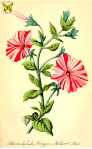 Petunia hybrida, Konigin v. Holland. Lovely, large pink flowers striped in white. Deutsches Magazin fur Garten- und Blumenkunde. (1855). Free illustration for personal and commercial use.