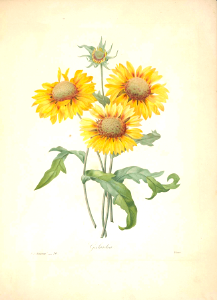 Blanket Flower. Gaillardia aristata. [as Galardia rustica Cass.] Choix des plus belles fleurs -et des plus beaux fruits par P.J. Redouté. (1833). Free illustration for personal and commercial use.