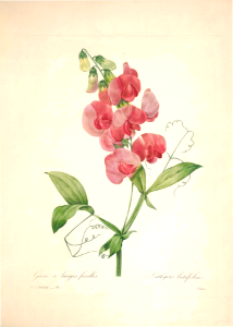 Everlasting pea, perennial sweet pea. Lathyrus latifolius. Choix des plus belles fleurs -et des plus beaux fruits par P.J. Redouté. (1833)