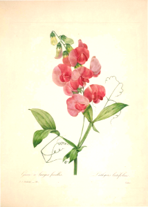 Everlasting pea, perennial sweet pea. Lathyrus latifolius. Choix des plus belles fleurs -et des plus beaux fruits par P.J. Redouté. (1833). Free illustration for personal and commercial use.