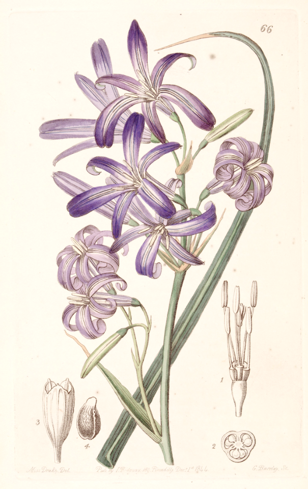 Lavender mountain lily, Iily-of-the-Altai. Ixiolirion tataricum. Dark violet to light blue flowers from late spring to mid summer. Bulbous perennial native from Russia to Afghanistan. Illustration by Sarah Ann Drake (1844)