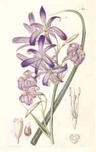 Lavender mountain lily, Iily-of-the-Altai. Ixiolirion tataricum. Dark violet to light blue flowers from late spring to mid summer. Bulbous perennial native from Russia to Afghanistan. Illustration by Sarah Ann Drake (1844). Free illustration for personal and commercial use.