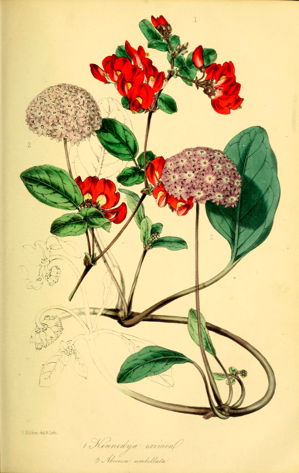 Pink sand verbena (Abronia umbellata), and Caulinia exima [as Kennedya eximia] Magazine of botany and register of flowering plants [J. Paxton], vol. 16: p. 36 (1839) [S. Holden]