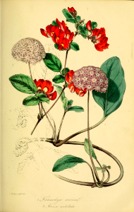 Pink sand verbena (Abronia umbellata), and Caulinia exima [as Kennedya eximia] Magazine of botany and register of flowering plants [J. Paxton], vol. 16: p. 36 (1839) [S. Holden]. Free illustration for personal and commercial use.
