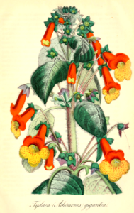 Kohleria x gigantea. Deutsches Magazin für Garten- und Blumenkunde; Stuggart, G. Weise. (1855). Free illustration for personal and commercial use.
