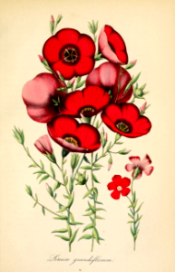 Scarlet Flax. Beautiful mounding annuals that produce brilliant scarlet flowers. Plants will easily reseed themselves. Deutsches Magazin für Garten- und Blumenkunde; Stuggart, G. Weise. (1856). Free illustration for personal and commercial use.