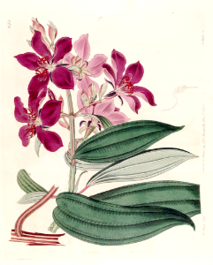 Purple Glory Tree (Tibouchina granulosa). Botanical Register, vol. 8: t. 671 (1815).