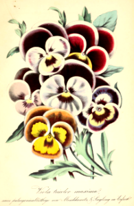 Viola. Also called Johnny jump-ups and heart's ease, violas thrive in the cooler temperatures of spring and fall, often overwintering in mild climates. Deutsches Magazin fur Garten- und Blumenkunde; Stuggart, G. Weise. (1858). Free illustration for personal and commercial use.