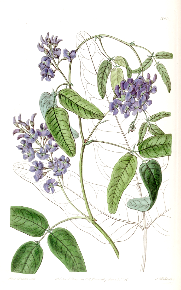 Native Wisteria, Wild Sarsaparilla. Hardenbergia comptoniana. Vigorous twining vine, with mauve to purple flowers in winter and spring. Native to Western Australia. Illustration by Sarah Ann Drake. (1836)