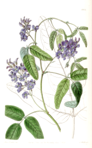 Native Wisteria, Wild Sarsaparilla. Hardenbergia comptoniana. Vigorous twining vine, with mauve to purple flowers in winter and spring. Native to Western Australia. Illustration by Sarah Ann Drake. (1836). Free illustration for personal and commercial use.