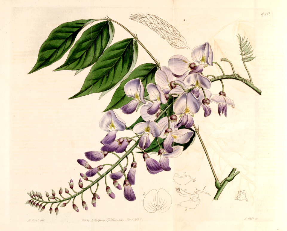 Chinese Wisteria, Wisteria sinensis as (Glycine sinensis)