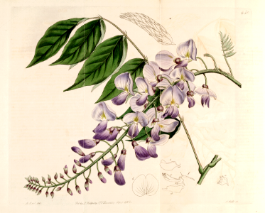 Chinese Wisteria, Wisteria sinensis as (Glycine sinensis). Free illustration for personal and commercial use.