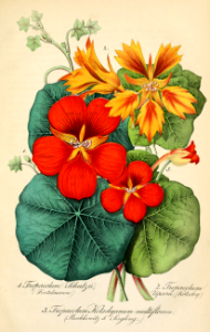 Nasturtium. Annual vines and mounding plants with brightly colored, spurred flowers that have a mildly spicy flavor. Deutsches Magazin für Garten- und Blumenkunde; Stuggart, G. Weise. (1854). Free illustration for personal and commercial use.
