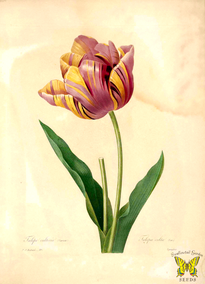 Tulip. Tulipa gesneriana. Choix des plus belles fleurs -et des plus beaux fruits par P.J. Redouté. (1833)